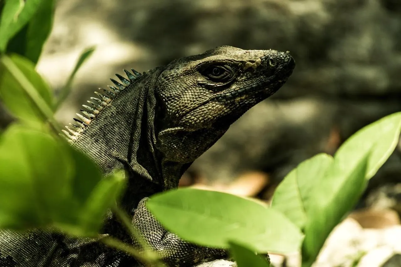 Nocleg ze śniadaniem Lobo Inn Tulum