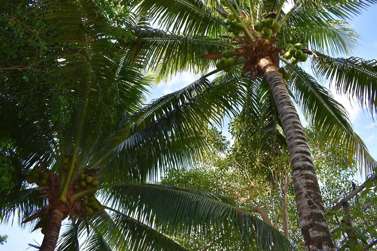 Nocleg ze śniadaniem Lobo Inn Tulum